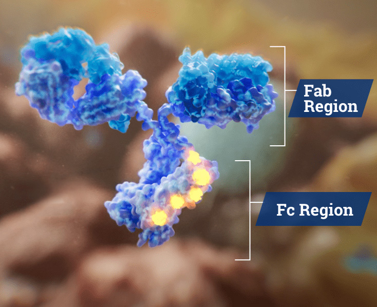 Fc region of MARGENZA binding to the Fc receptor on an NK cell, and the anti-HER2 Fab region of MARGENZA binding to the HER2 receptor on a tumor cell.