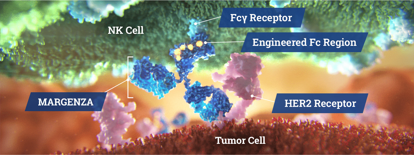 MARGENZA binding HER2 receptor on tumor cell; Fcγ receptor on NK cell engages engineered Fc region to drive immune attack